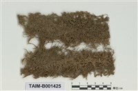 藏品(泥炭苔屬)的圖片